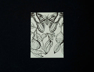 Buglady | 10er-Set Postkarten |  "Atlasmoth"
