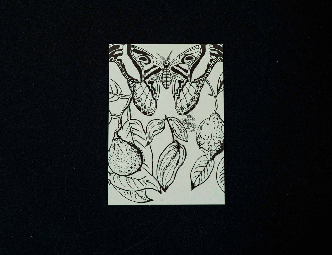 Buglady | Postkarten |  Atlasmoth