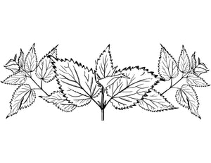 Buglady | Postkarten | Nettles