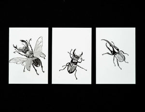 Buglady 3er Set  "Käfer" Postkarten