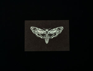 Buglady | Postkarten | Death's-Head Hawkmoth