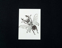 Lade das Bild in den Galerie-Viewer, Buglady 10er Set  &quot;Stagbeetle&quot; Postkarten
